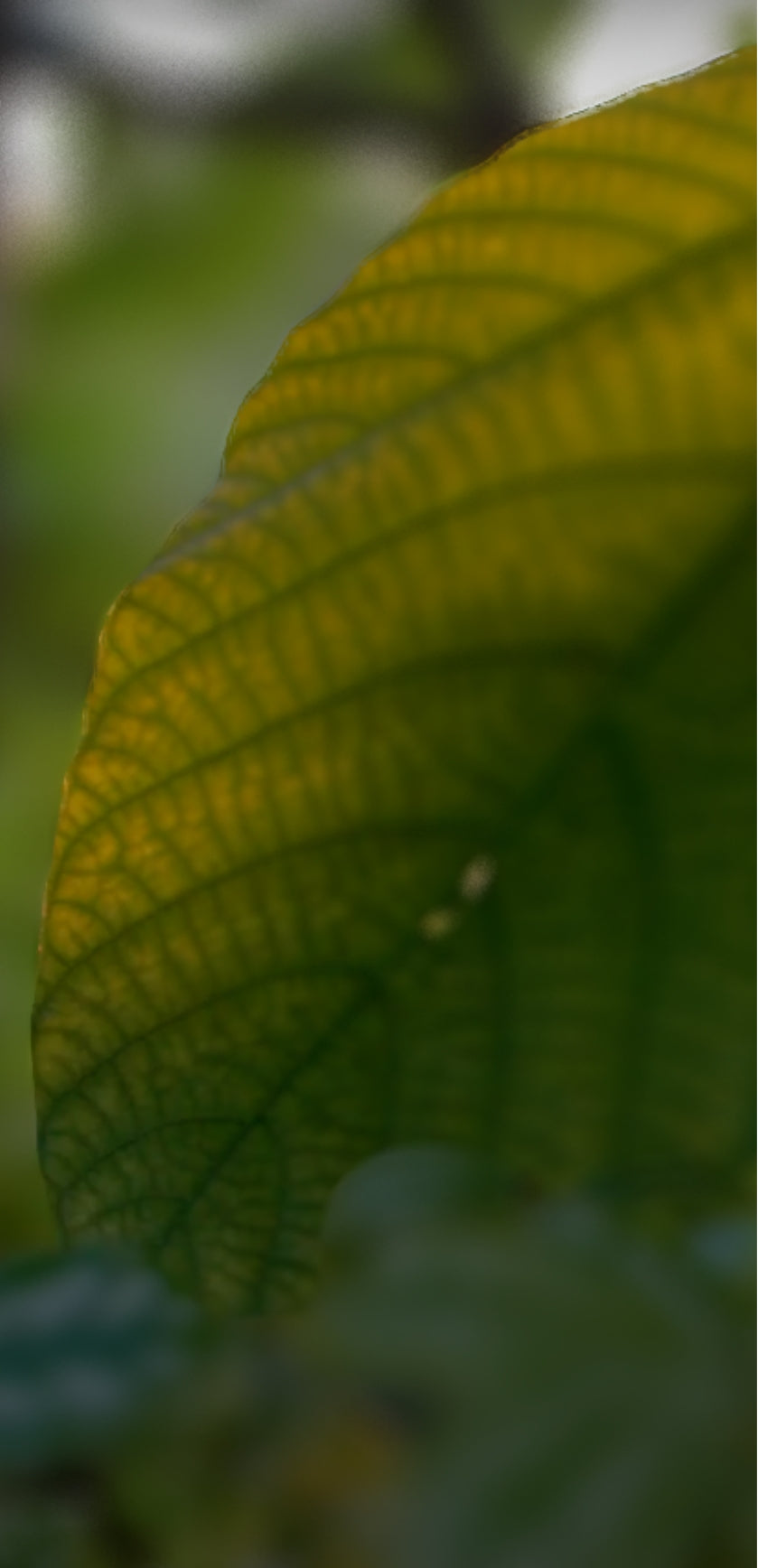 Samsung Customization Wallpapers - Free